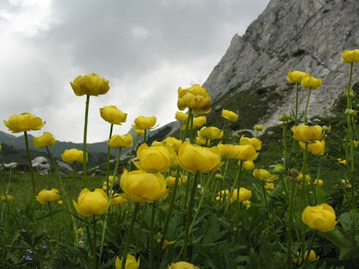 Trollius europaeus L.