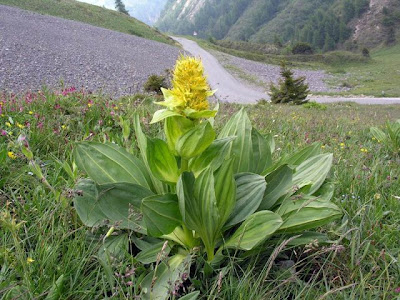 Genziana ad antere saldate