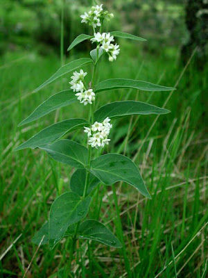 Vincetoxicum hirundinaria Medicus