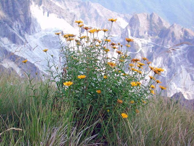 Buphthalmum salicifolium,
ox-eye,
Yellow Ox Eye Buphthalmum salicifolium,
ox-eye,
Yellow Ox Eye