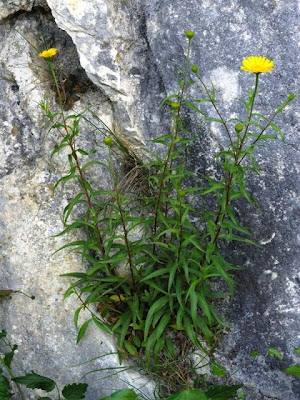 Buphthalmum salicifolium,
ox-eye,
Yellow Ox Eye Buphthalmum salicifolium,
ox-eye,
Yellow Ox Eye