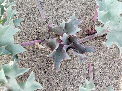 Calcatreppola marittima