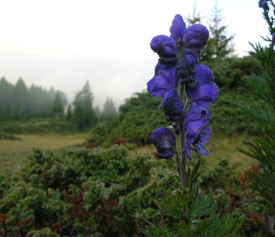 Garden monkshood