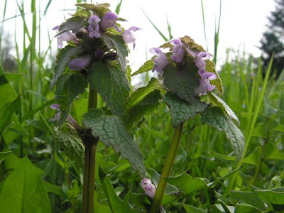 Lamium purpureum L.