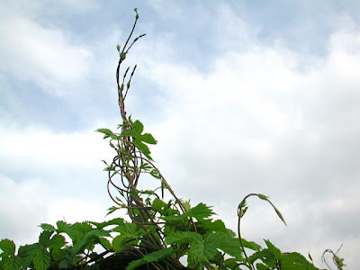 L�pulo