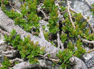 Thyme-leaf willow