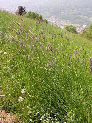 Golden foxtail grass