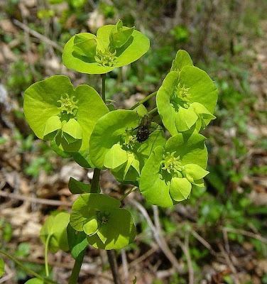 Euphorbia amygdaloides L.