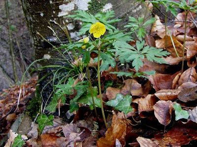 Anemonoides ranunculoides (L.) Holub