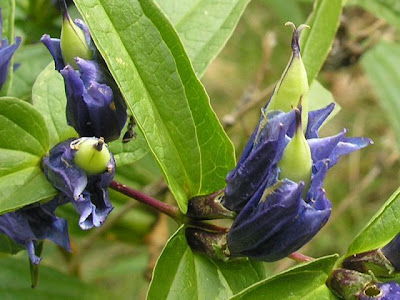 Genziana asclepiade