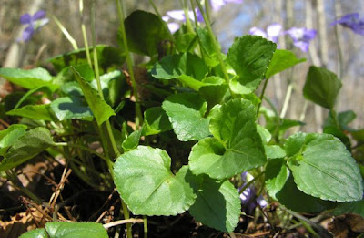 Early Dog Violet