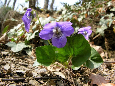 Dog violet Dog violet