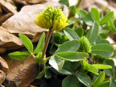 Brown Clover