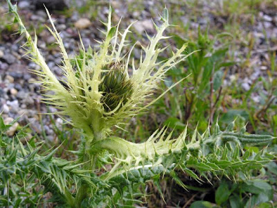 Cardo spinosissimo