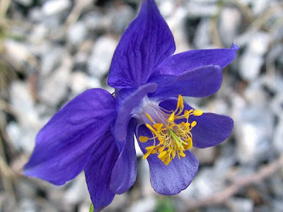 Einsel's Columbine