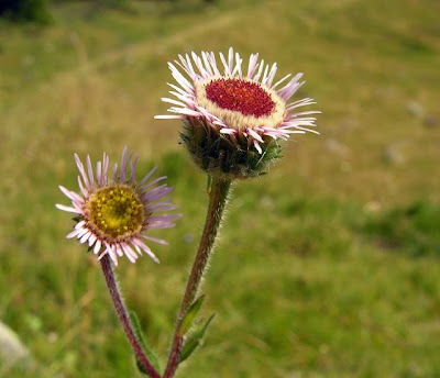 C�spica alpina
