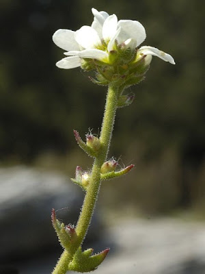 Bulbous Saxifrage
