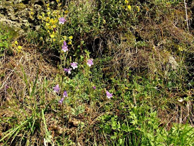 Campanula siberiana Campanula siberiana