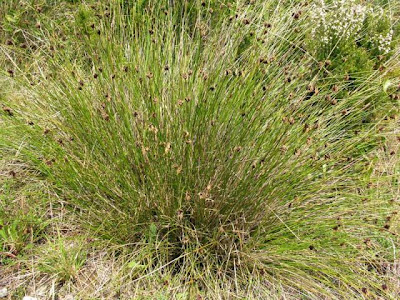 Black bog-rush Black bog-rush