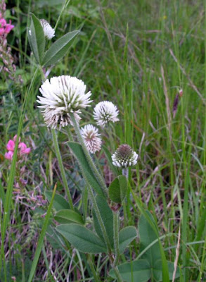 Mountain clover Mountain clover