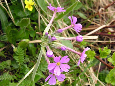 Long Flowered Primrose Long Flowered Primrose
