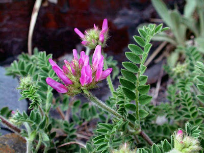 Astragalus hypoglottis