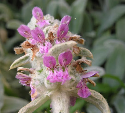 Stachys byzantina Koch