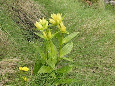 Genziana punteggiata