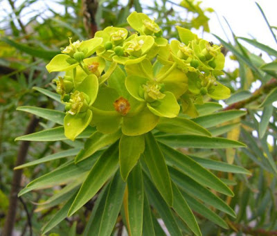 Euforbia arborescente
