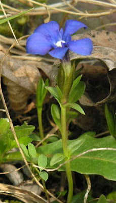 Genziana primaticcia