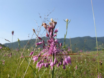 Aglio delle Streghe Aglio delle Streghe