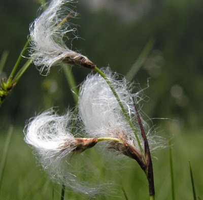 Eriophorum latifolium Hoppe
