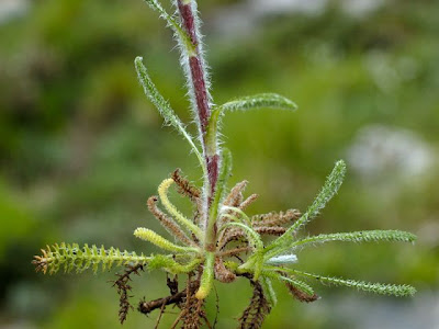 Achillea tomentosa L.