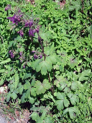 Aquilegia atrata Koch