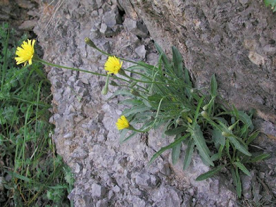 Dente di leone delle Apuane
