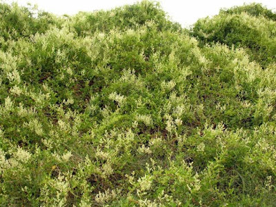 Fallopia baldschuanica,
,
Bukhara fleeceflower,
mile-a-minute-vine,
Poligono del Turkestan