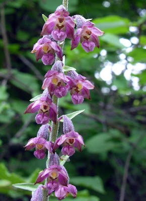 Dark Red Helleborine Dark Red Helleborine