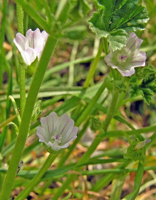 Dwarf mallow