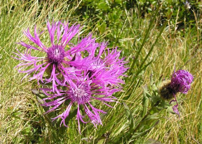 Centaurea uniflora Turra