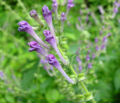 Scutellaria columnae All.