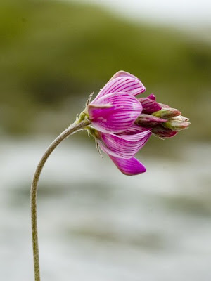 Mountain Sainfoin