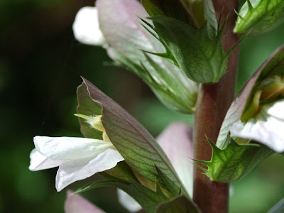 Acanthus mollis L.