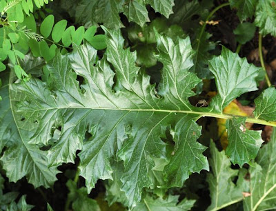 Acanthus mollis L.
