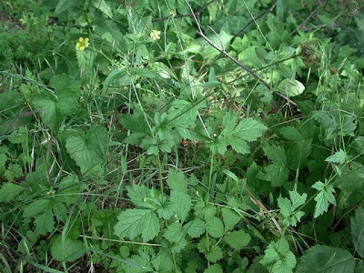 Bennet's-root Bennet's-root