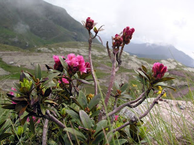 Alpine-rose Alpine-rose