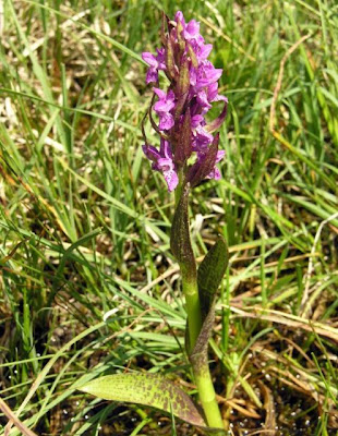 Dactylorhiza incarnata,
,
Orchide palmata,
Orchide sanguigna,
spotted orchid