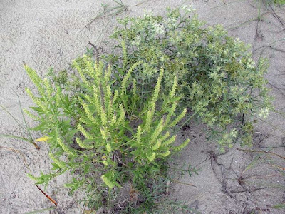 Ambrosia maritima L.