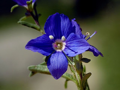 Woodystem speedwell Woodystem speedwell