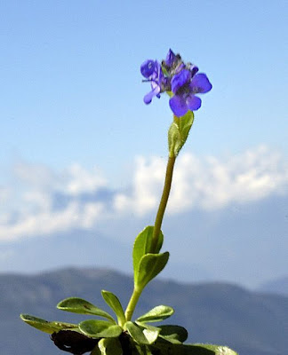 Veronica con foglie di Margherita