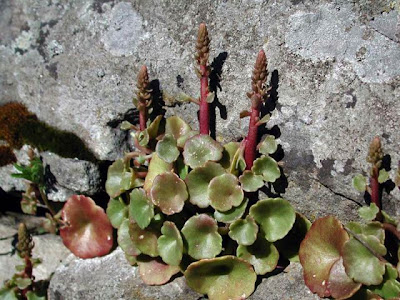 Umbilicus rupestris,
navelwort,
Ombelico di Venere comune,
pennywort,
Wall Pennywort